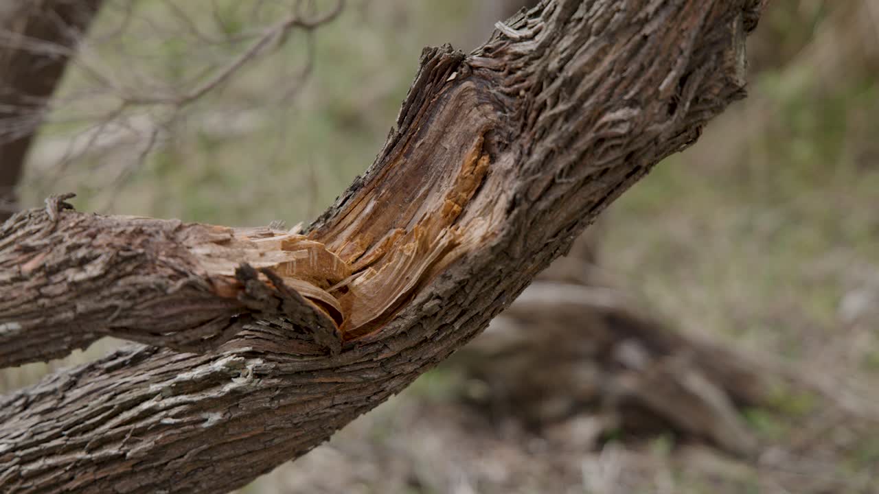 Close-up of a broken tea tree branch, static camera, soft daylight, shallow depth of field