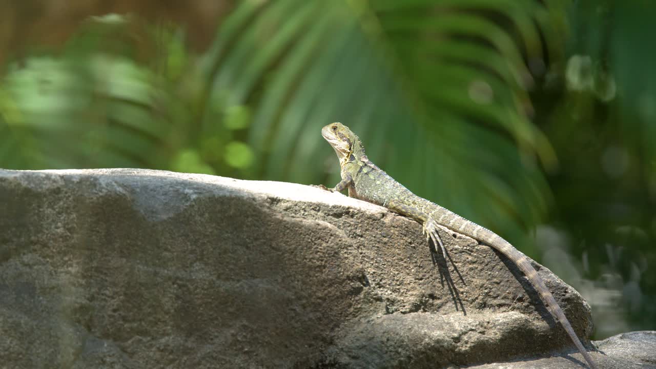 An Australian eastern water dragon rests on a sunlit rock while shedding its skin