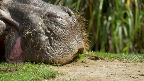 Close-up-of-the-mouth-of-a-snoring-Hippopotamus