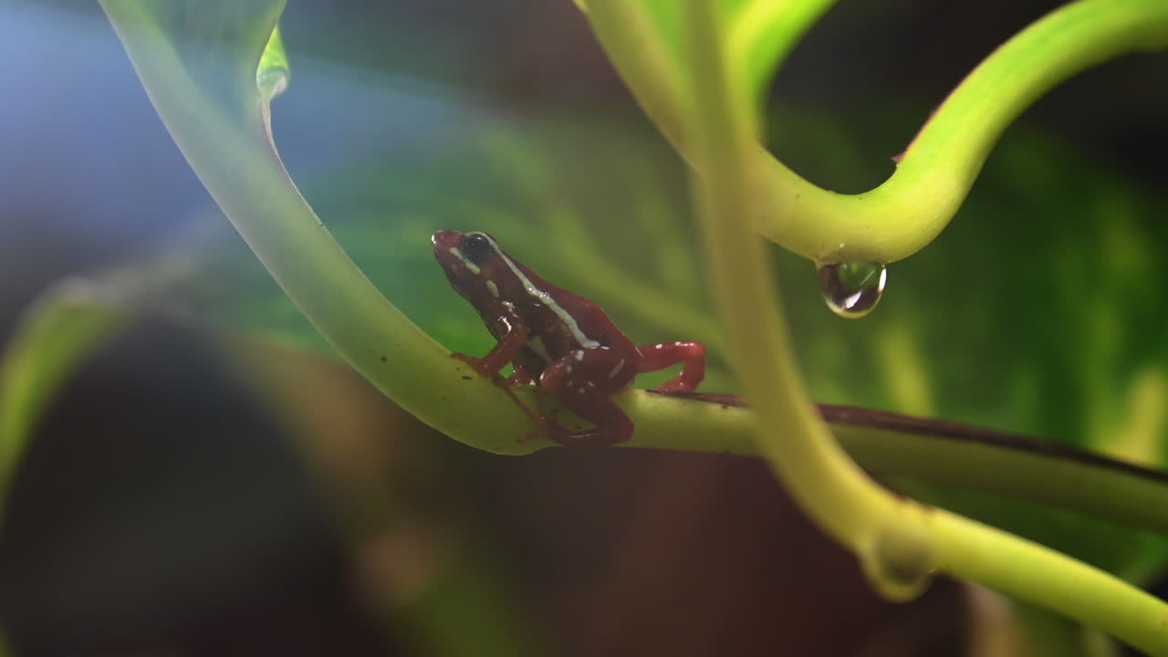 습한 환경에 있는 열대의 작고 깨지기 쉬운 개구리, 테라리움