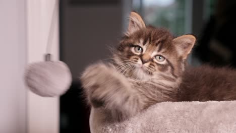 Maincoon-Kätzchen-Katze-Boxen-Ball-Spielen