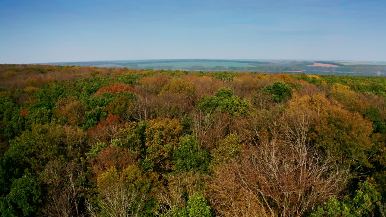 Bright colors of autumn forest. Colorful tree tops of woodland. Nature background during fall at sunny day. Aerial landscape.