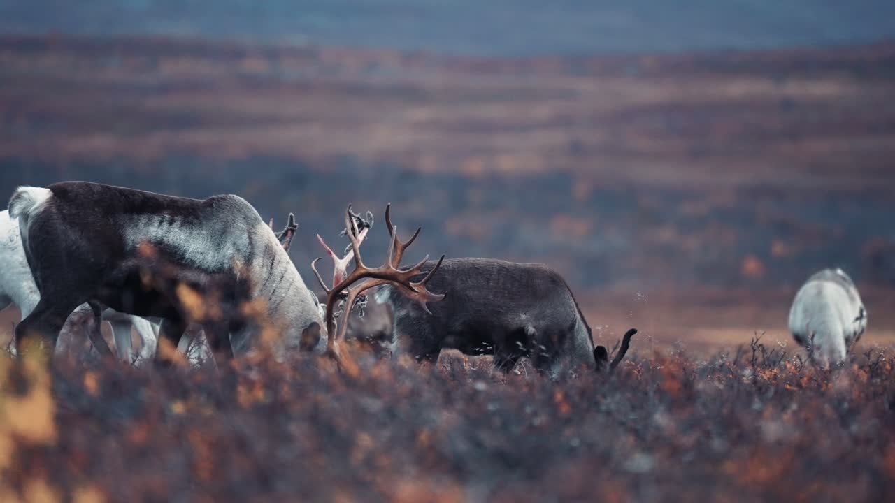 A close-up of a small herd of reindeer on the move in the autumn tundra