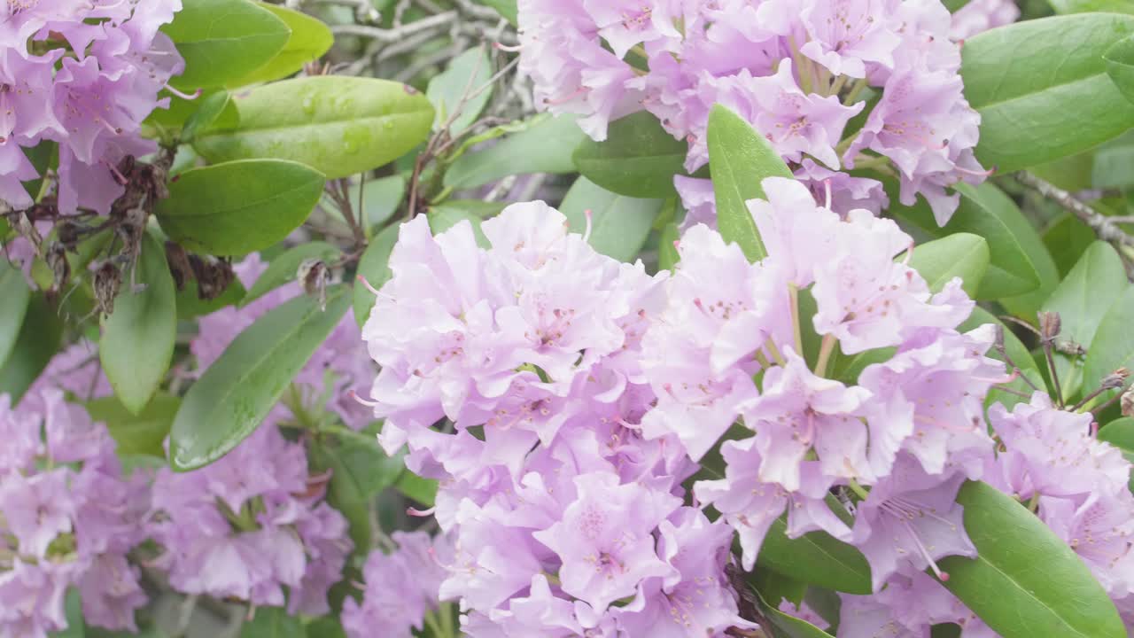 꽃에서 노는 꿀벌