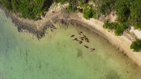 wild horses in shallow water off north coast of new caledonia