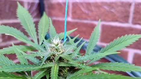 follaje saludable de la planta de marihuana de cerca creciendo en el invernadero del jardín