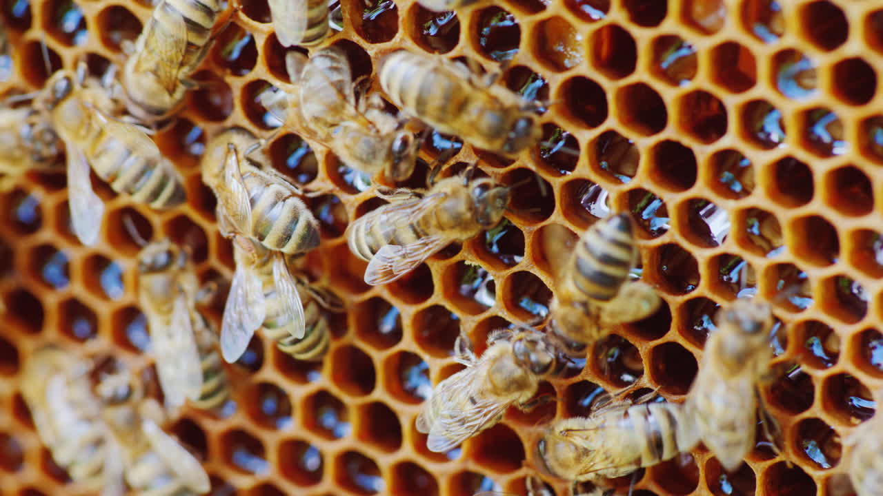 벌집 셀의 벌집에서 일하는 꿀벌은 닫히지 않습니다. 신선한 꿀 4k 비디오를 볼 수 있습니다.