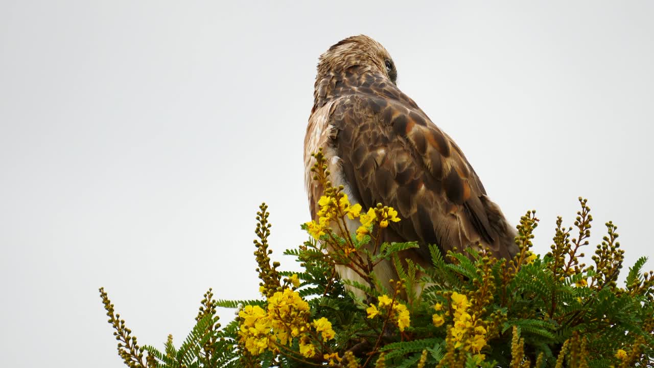 el buitre estepario migratorio en cámara lenta gira la cabeza y prepara las plumas de los hombros en lo alto de un árbol africano con flores amarillas