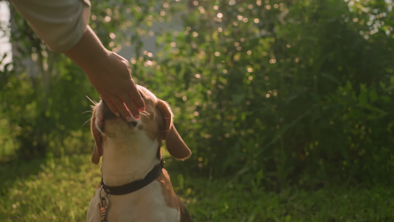 dueño del perro alimentando al perro al aire libre mientras está sentado con la correa unida, el perro mirando ansiosamente hacia arriba, rodeado de vegetación, hierba y árboles, escena iluminada por la cálida luz del sol