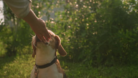 dog owner feeding dog outdoors while sitting with leash attached, dog eagerly looking up, surrounded by greenery, grass, and trees, warm sunlight illuminating scene