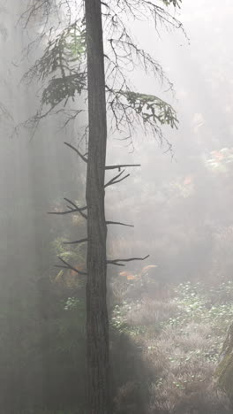 misty forest with a lone pine tree