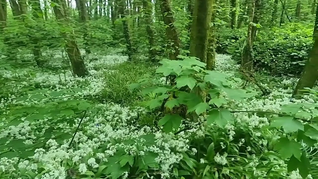 Tappeto di aromatici fiori bianchi d'aglio e una lussureggiante copertura di fogliame sul tranquillo suolo di una foresta boschiva.