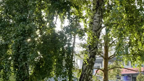 sunlight filtering through trees in a park