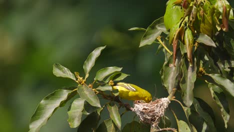 el hermoso pájaro amarillo común iora aegithia tiphia trae comida y la alimenta a sus crías y luego se va llevando los excrementos