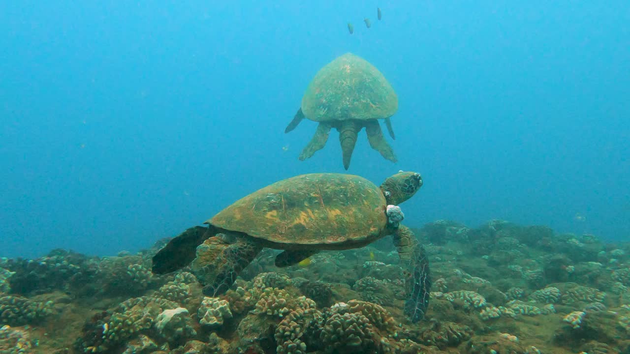 Two big Green sea turtles Calmly Swimming at a Cleaning station in the Turqoise Blue Ocean