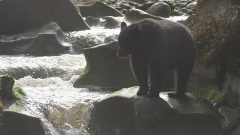 Schwarzbär-Setzt-Sich-Auf-Felsen-In-Der-Nähe-Eines-Wasserfalls