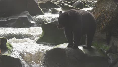 el oso negro se sienta en una roca cerca de una cascada
