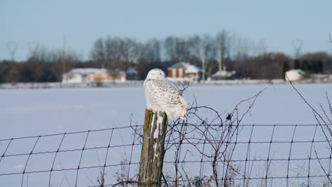 snowy owl sitting on fence post turns its head to look at the camera, then looks away