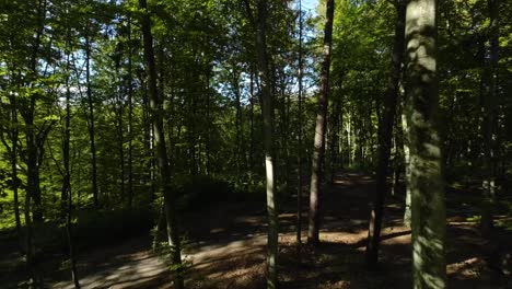 Aerial-shot-close-up-trees