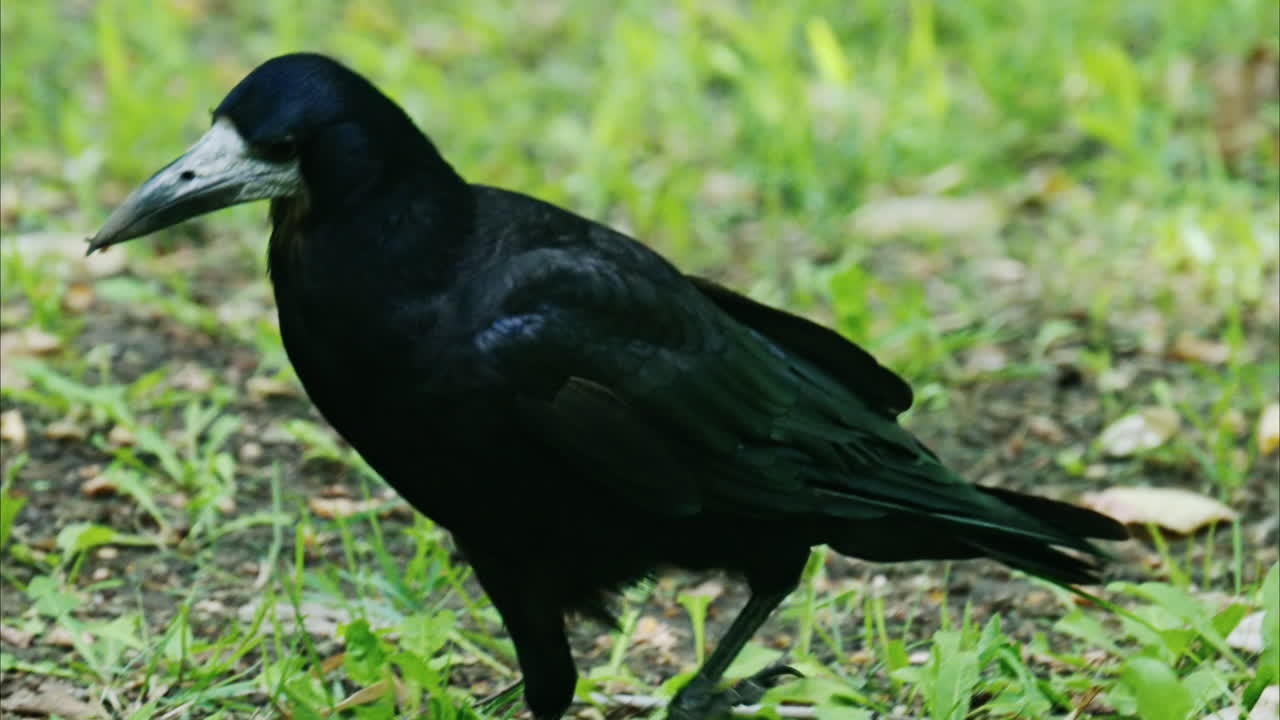 Close up of a white and black, round surveillance camera with trees on the background