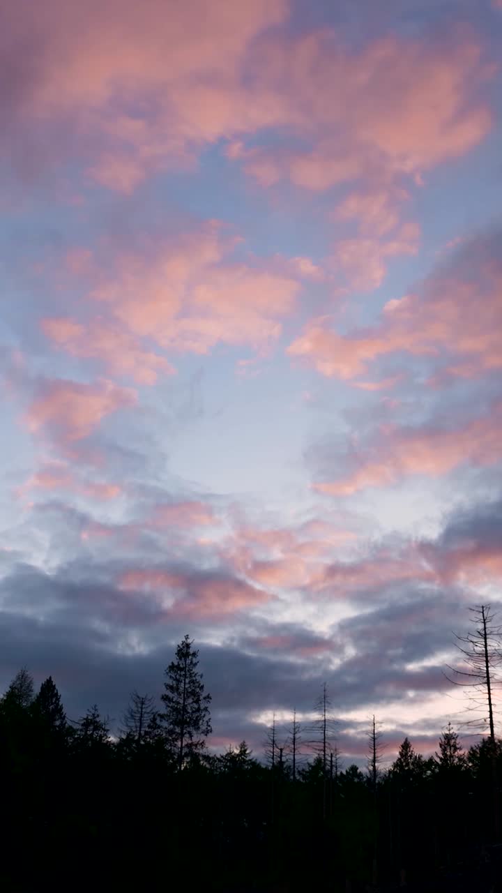 숲 위의 분홍색 일몰