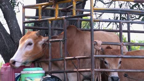 close shot of cows in a truck being taken to the market in asia