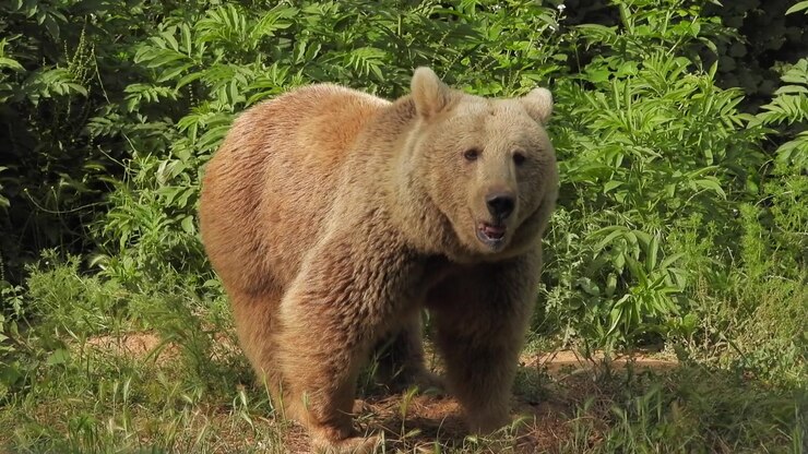 Brown Bear Standing in Lush Green Forest