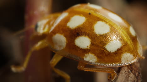 Makroaufnahme-Eines-Gefleckten-Orangefarbenen-Marienkäfers,-Der-Durch-Detritus-Auf-Dem-Waldboden-Navigiert