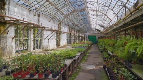 abandoned greenhouse with plants