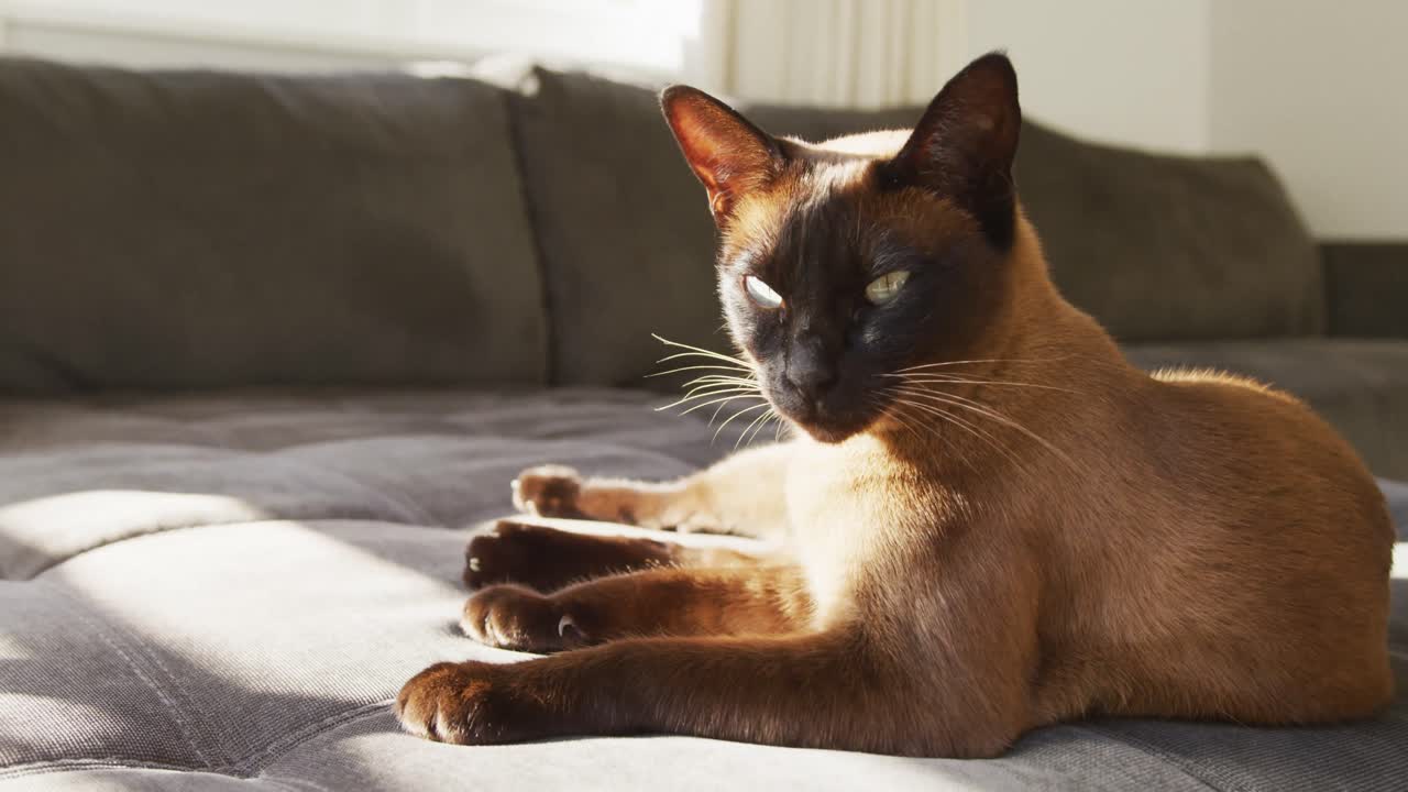 Primo piano di un gatto che si rilassa sul divano a casa
