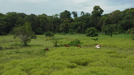 cahuita national park jungle edge with farmland and horses, costa rica