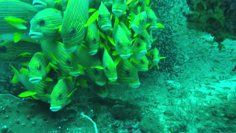 Bright-yellow-school-of-fish-in-Raja-Ampat,-Indonesia