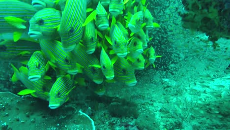 cardumen de peces de color amarillo brillante en raja ampat, indonesia