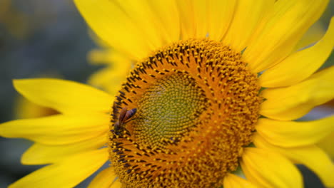 Honey bee collecting nectar from sunflower disc florets, close up view of sunflower disc florets, Natural pollination by bees, close up view of bee pollination