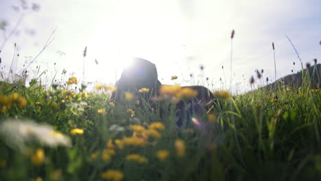 Dog-relaxing-on-a-field-full-of-yellow-flowers-while-the-sun-is-shining