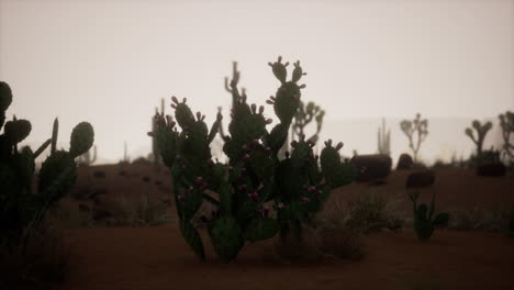 Nacht-Im-Saguaro-Nationalpark-In-Der-Wüste-Von-Arizona