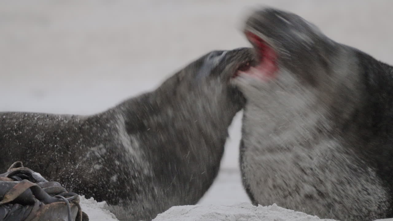 Portrait Of New Zealand Sea Lion Fighting On The Sand Dunes Of Sandfly Bay, Dunedin, New Zealand
