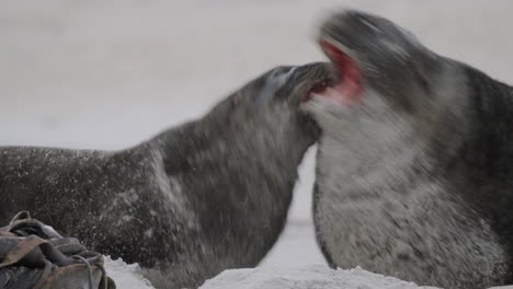 Portrait-Of-New-Zealand-Sea-Lion-Fighting-On-The-Sand-Dunes-Of-Sandfly-Bay,-Dunedin,-New-Zealand