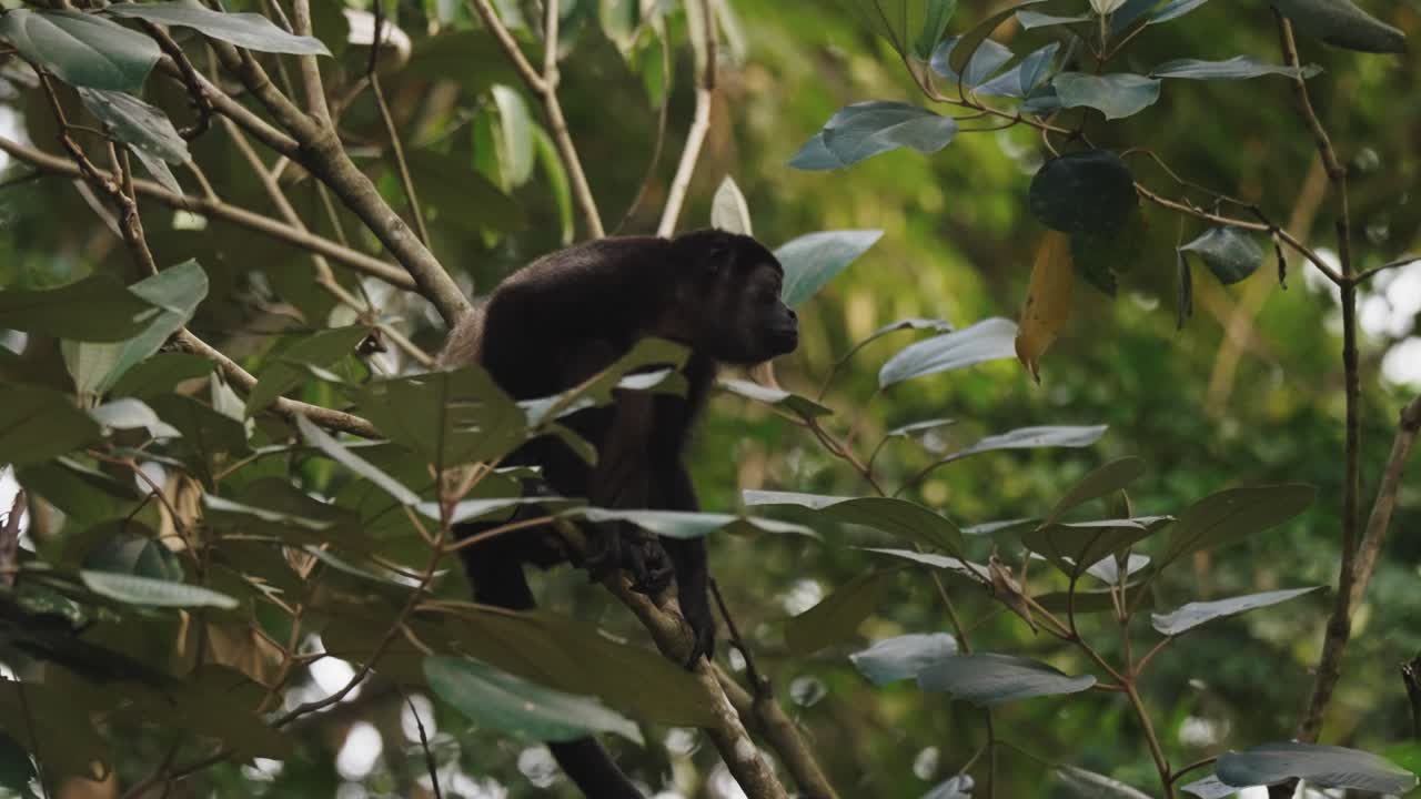 mono aullador con manto en la selva tropical de costa rica, américa del norte