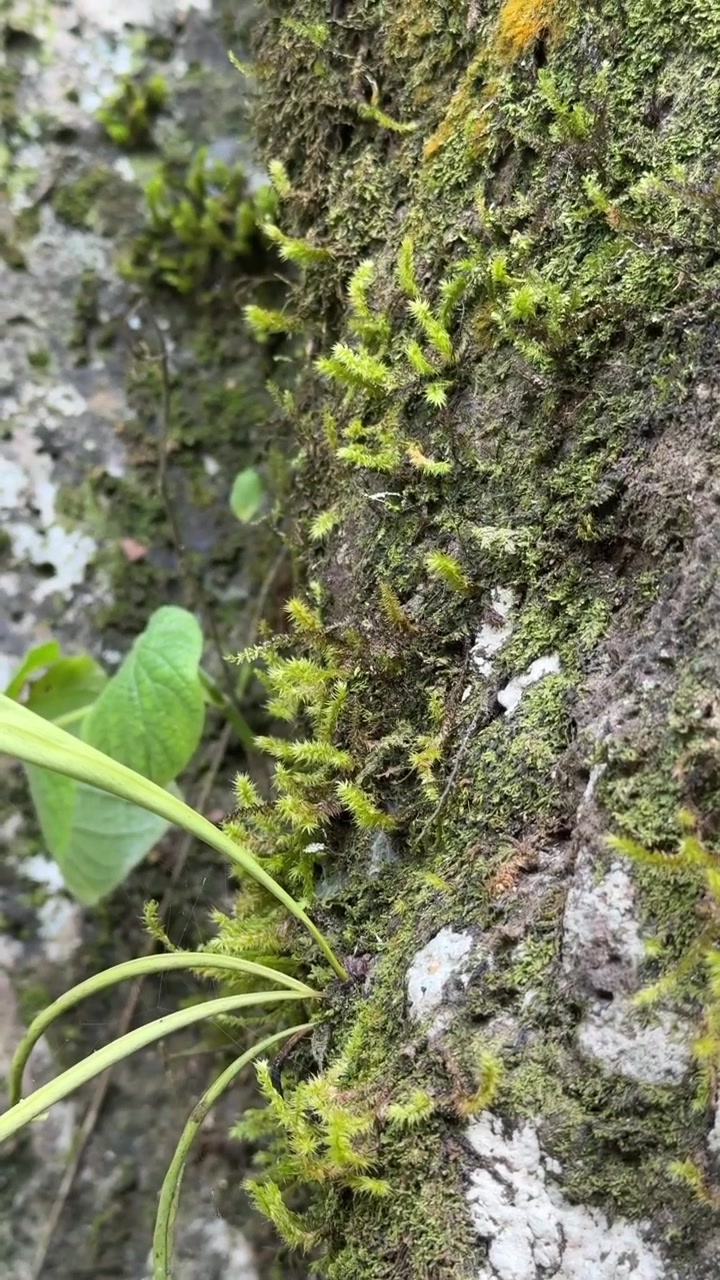 Piccola pianta verde che cresce su roccia muschiosa