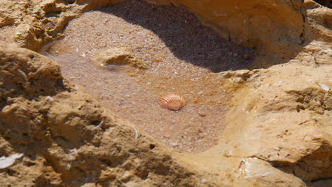 a view of seashell at the shore of praia do evaristo beach in algarve portugal