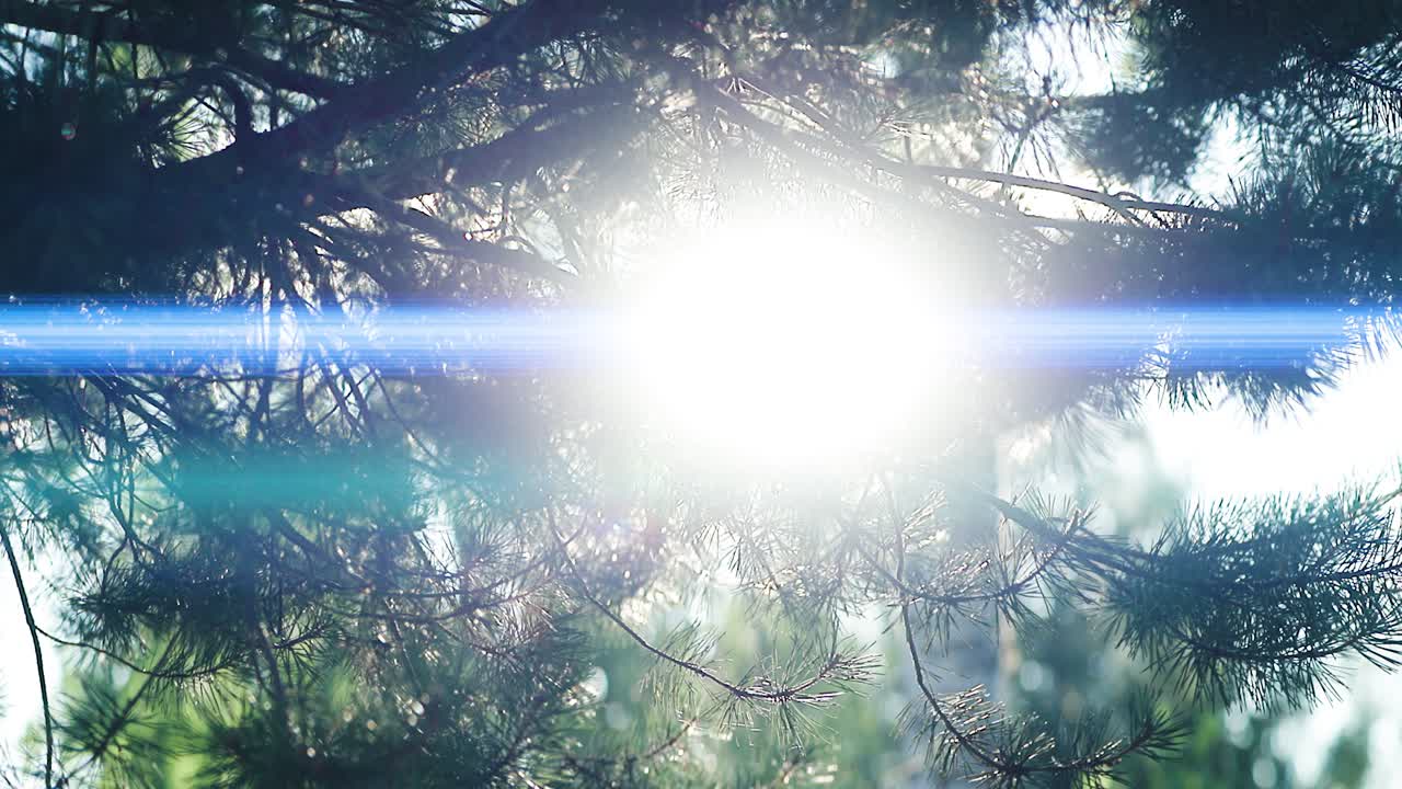 Pine tree backlight blue anamorphic flares