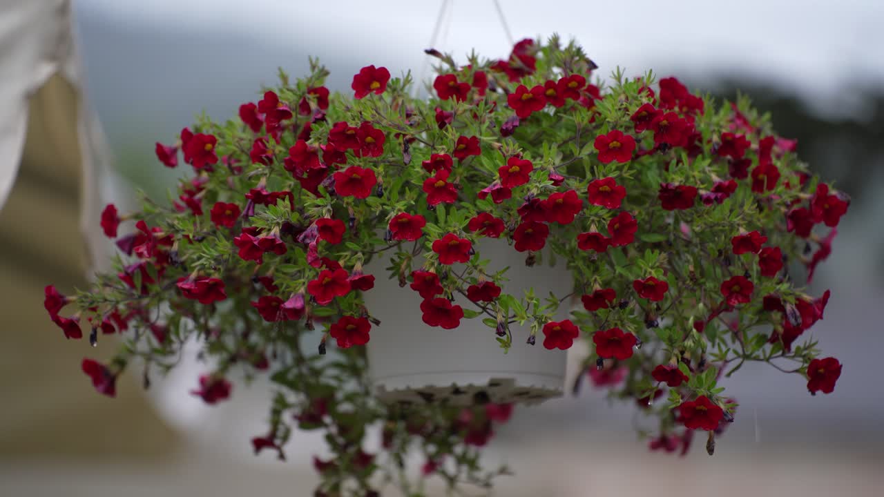 Sweet Peas Red Flowers Decorating a Garden Background on a Rainy Day, Adorned with Droplets, Wedding Vibe