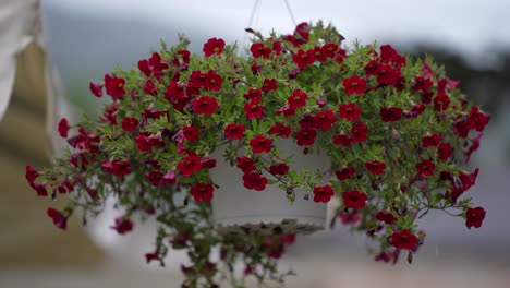 Duftwicken,-Rote-Blumen-Schmücken-Einen-Gartenhintergrund-An-Einem-Regnerischen-Tag,-Geschmückt-Mit-Tröpfchen,-Hochzeitsstimmung