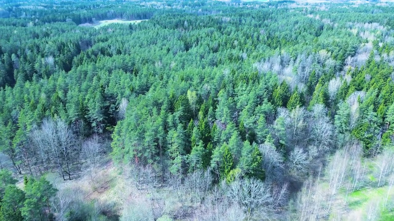 Vihreitä havupuita ja paljaita puita kylmänä vuodenaikana, Liettuan metsä