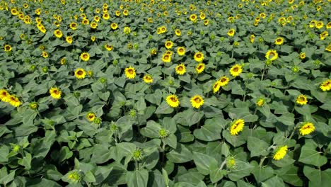 beautiful field of blooming sunflowers in italy - drone shot