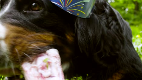 un perro con una gorra festiva comiendo un hueso