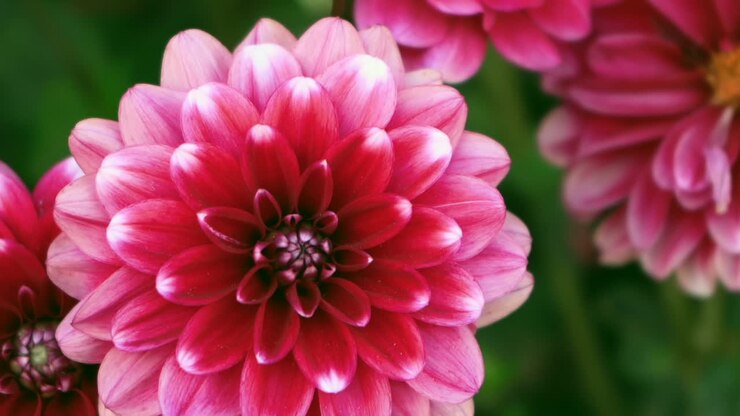 Close-up macro of a pink dahlia flower with layered petals. Soft natural light highlights delicate textures in a lush garden setting