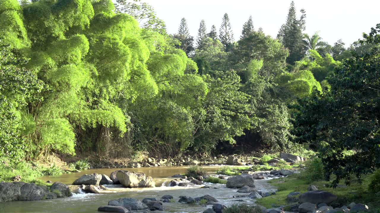 Static shot of beautiful nature scenery with green trees and a charming river and rocks