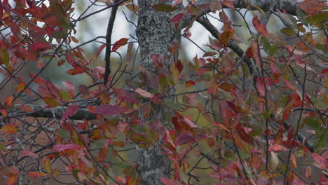 small red and green leaves during early autumn